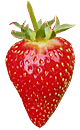 fraise Candiss