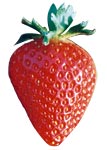 fraise Capella