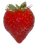 Fraise Charlotte