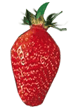 Fraise Gariguette