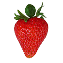 fraise Monterey