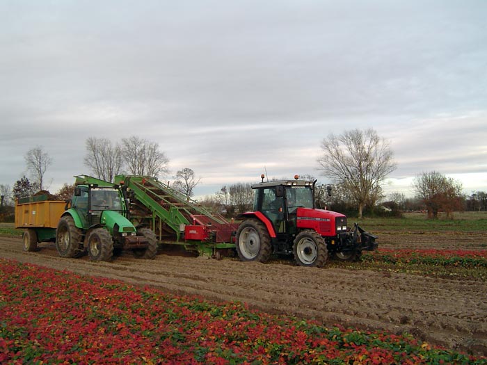 Prlevement des plants de fraisiers en ppinires