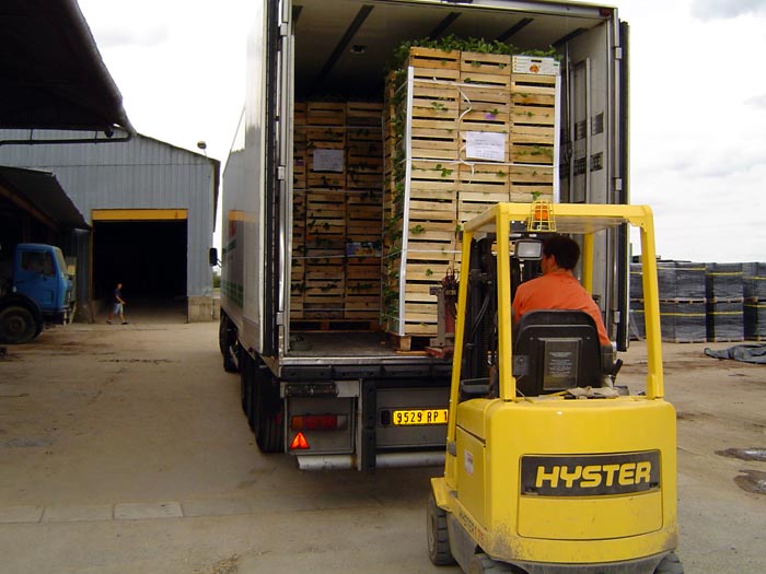 Shipment of frigo plants