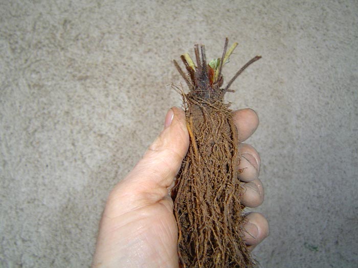 Le plant frigo A+ : plant de gros calibre.