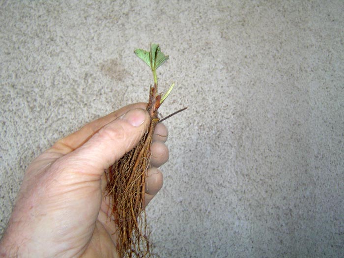 Le plant frigo spcial godet : plant de petit calibre