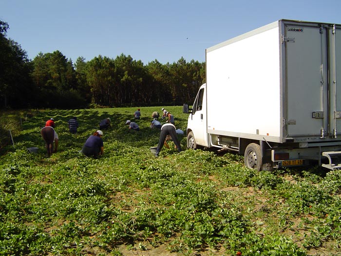 Runners are lifted (dug) in nurseries and immediately cold stored