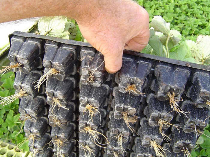 Cell plastic trays : checking of rooting before shipping.